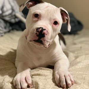 Meet your Posher, Alan